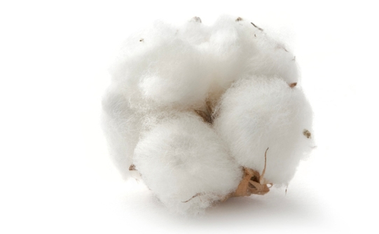 Coton bio